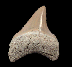 Aurora Chubutensis tooth | Buried Treasure Fossils