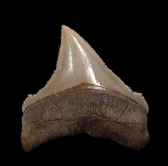 Top Quality Lee Creek Chubutensis tooth for sale | Buried Treasure Fossils