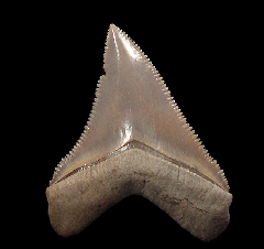 Lee Creek Chubutensis tooth | Buried Treasure Fossils