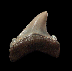 Aurora Chubutensis tooth | Buried Treasure Fossils