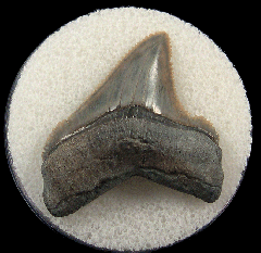 Otodus chubutensis - Lee Creek