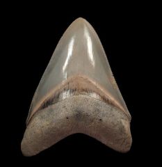Otodus megalodon   
