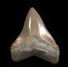 Otodus chubutensis   