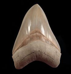 Otodus megalodon   