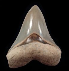 Otodus megalodon   
