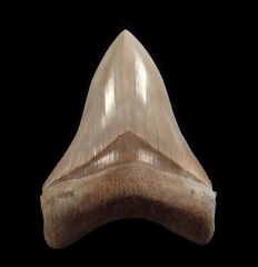 Otodus megalodon   