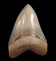 Otodus megalodon   