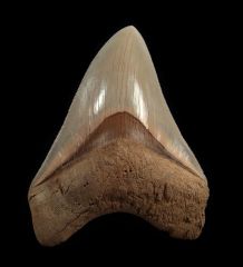 Otodus megalodon   