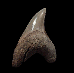NC Parotodus benedeni shark tooth for sale | Buried Treasure Fossils