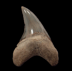 Parotodus benedeni - Lee Creek                   