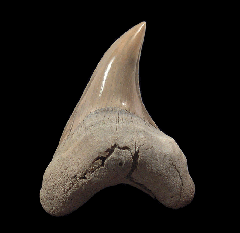 NC Parotodus benedeni shark tooth for sale | Buried Treasure Fossils