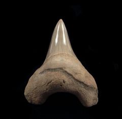 Parotodus benedeni                    