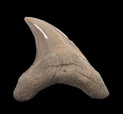 NC Parotodus benedeni shark tooth for sale | Buried Treasure Fossils