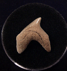 NC Parotodus benedeni shark tooth for sale | Buried Treasure Fossils