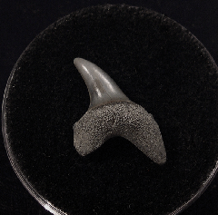 Aurora Parotodus benedeni for sale | Buried Treasure Fossils