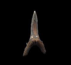 Extra Large Lee Creek Carcharias taurus tooth | Buried Treasure Fossils