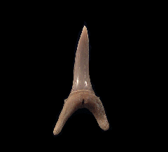 Extra Large Lee Creek Carcharias taurus shark tooth for sale| Buried Treasure Fossils