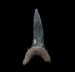 Extra Large Lee Creek Carcharias taurus tooth | Buried Treasure Fossils