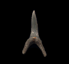 Extra Large Lee Creek Carcharias taurus tooth for sale | Buried Treasure Fossils