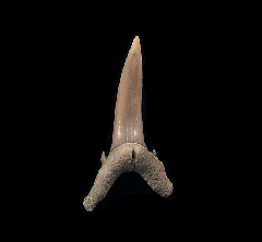 Colorful Aurora Sand tiger shark tooth for sale | Buried Treasure Fossils