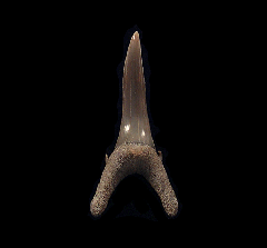 Big LC Carcharias taurus tooth for sale | Buried Treasure Fossils
