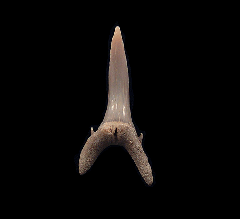 Colorful Aurora Sand tiger shark tooth for sale | Buried Treasure Fossils