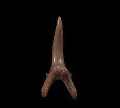 Colorful Aurora Sand tiger shark tooth for sale | Buried Treasure Fossils