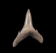 Colorful Aurora Sand tiger shark tooth for sale | Buried Treasure Fossils