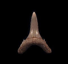 Tan Lee Creek Carcharias taurus tooth from No. Carolina for sale | Buried Treasure Fossils