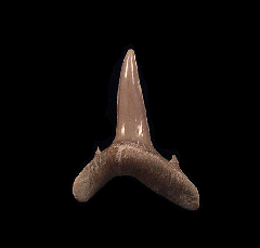 Colorful Aurora Sand tiger shark tooth | Buried Treasure Fossils