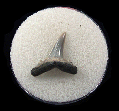 Cheap Lee Creek Sand tiger shark shark tooth | Buried Treasure Fossils