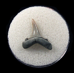 Cheap Lee Creek Sand tiger shark shark tooth | Buried Treasure Fossils