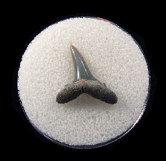 Cheap Lee Creek Sand tiger shark shark tooth | Buried Treasure Fossils