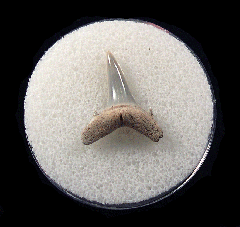 Cheap Lee Creek Sand tiger shark shark tooth | Buried Treasure Fossils