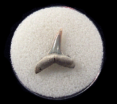 Blue Lee Creek Sand tiger shark tooth for sale | Buried Treasure Fossils