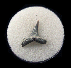 Quality Lee Creek Carcharias cuspidata tooth for sale | Buried Treasure Fossils