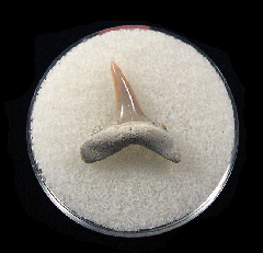 Cheap Lee Creek Sand tiger shark shark tooth | Buried Treasure Fossils