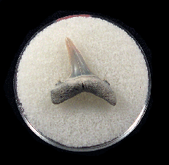 Cheap Lee Creek Sand tiger shark shark tooth | Buried Treasure Fossils