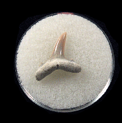 Cheap Lee Creek Sand tiger shark shark tooth | Buried Treasure Fossils