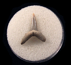 Cheap Lee Creek Sand tiger shark shark tooth | Buried Treasure Fossils