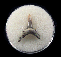 Cheap Lee Creek Sand tiger shark shark tooth | Buried Treasure Fossils