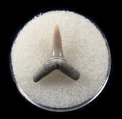 Cheap Lee Creek Sand tiger shark shark tooth | Buried Treasure Fossils