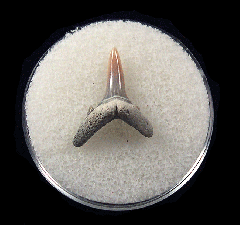 Cheap Lee Creek Sand tiger shark shark tooth | Buried Treasure Fossils