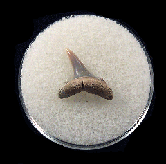 Cheap Lee Creek Sand tiger shark shark tooth | Buried Treasure Fossils