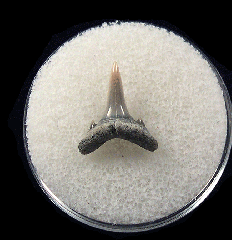 Extant Lee Creek Sand tiger shark tooth | Buried Treasure Fossils