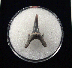 Odontaspis acutissima