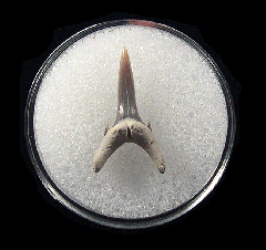 Odontaspis acutissima