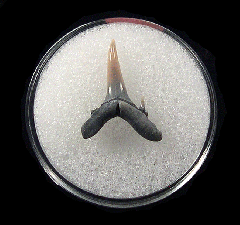 Odontaspis acutissima