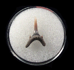 Odontaspis acutissima