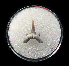 Odontaspis acutissima